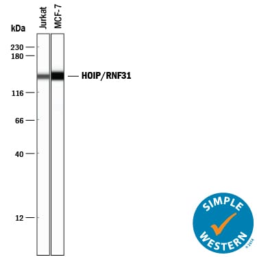 Detection of Human HOIP/RNF31 antibody by Simple WesternTM.