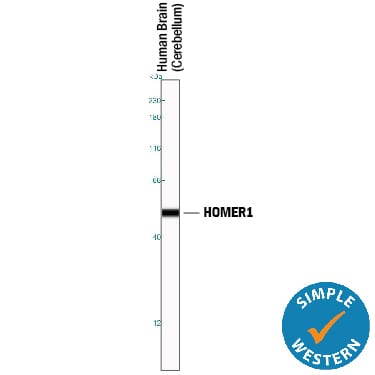 Detection of Human and Mouse HOMER1 antibody by Simple WesternTM.
