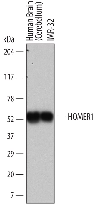 Detection of Human HOMER1 antibody by Western Blot.
