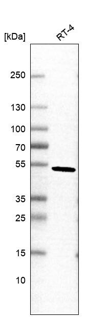 Western Blot: Pellino 2 Antibody [NBP2-33679]