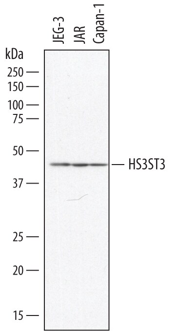 Detection of Human Heparan Sulfate Glucosamine 3-O-Sulfotransferase 3 antibody by Western Blot.