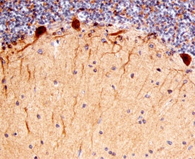 Heparan Sulfate 3-O-Sulfotransferase 4/HS3ST4 antibody in Human Brain by Immunohistochemistry (IHC-P).