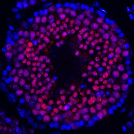 HSF1 antibody in Mouse Testes by Immunohistochemistry (IHC-Fr).