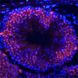 HSF1 antibody in Mouse Testis by Immunohistochemistry (IHC-Fr).