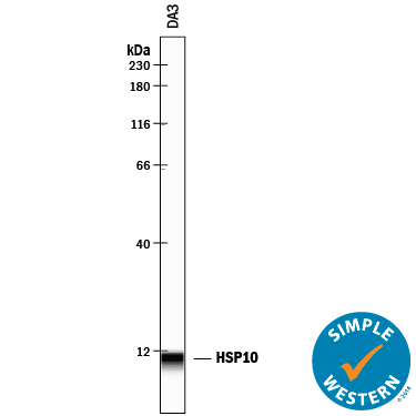 Detection of Mouse HSP10/EPF antibody by Simple WesternTM.