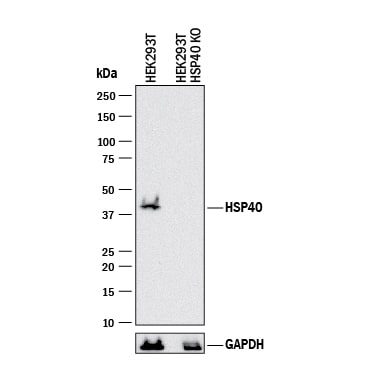 Western Blot Shows Human HSP40/DNAJB1 Antibody Specificity by Using Knockout Cell Line.