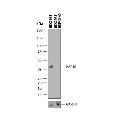 Western Blot Shows Human HSP40/DNAJB1 Antibody Specificity by Using Knockout Cell Line.