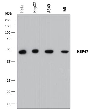 Detection of Human HSP47 antibody by Western Blot.