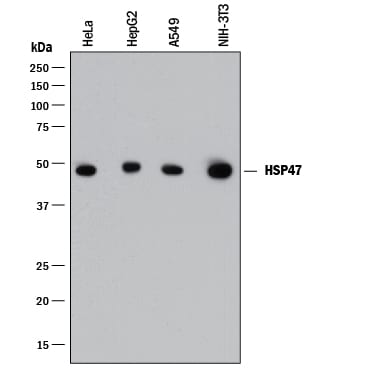 Detection of Human and Mouse HSP47 antibody by Western Blot.