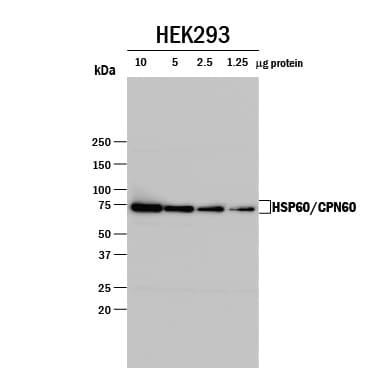 Detection of Human HSP60 antibody by Western Blot.