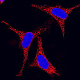 HSP60 antibody in HeLa Human Cell Line by Immunocytochemistry (ICC).