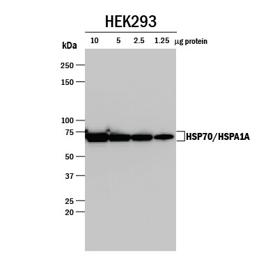 Detection of Human HSP70/HSPA1A antibody by Western Blot.