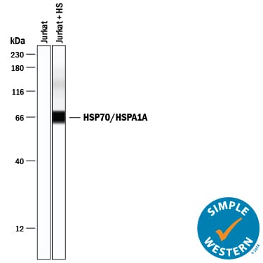 Detection of Human HSP70/HSPA1A antibody by Simple WesternTM.