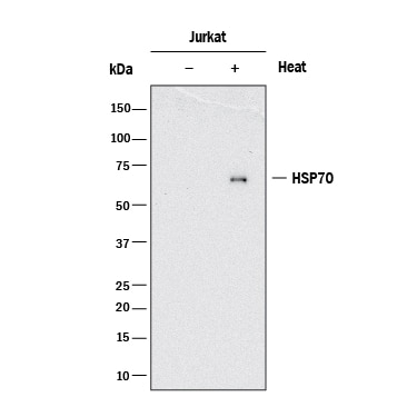 Detection of Human HSP70/HSPA1A antibody by Western Blot.