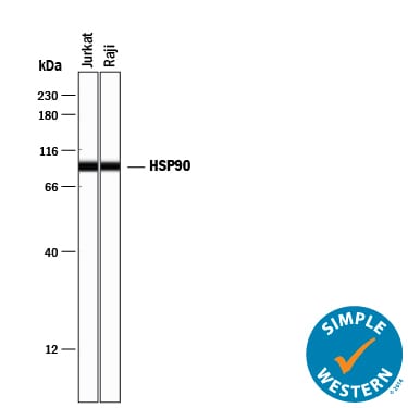Detection of Human HSP90 antibody by Simple WesternTM.