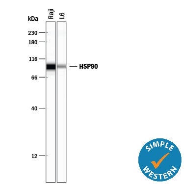 Detection of Human and Rat HSP90 antibody by Simple WesternTM.