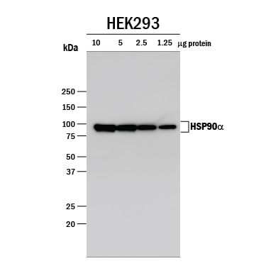 Detection of Human HSP90a antibody by Western Blot.