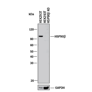 Western Blot Shows Human HSP90 beta  Antibody Specificity by Using Knockout Cell Line.
