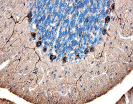 HSPH1 antibody in Rat Brain by Immunohistochemistry (IHC-Fr).