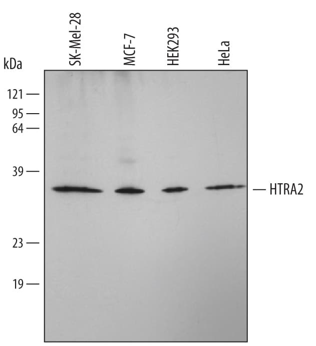Detection of Human HTRA2/Omi antibody by Western Blot.