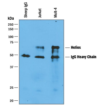 Immunoprecipitation of Human Helios.