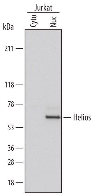 Detection of Human Helios antibody by Western Blot.