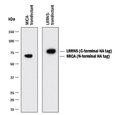 Detection of HA-tagged Proteins antibody by Western Blot.