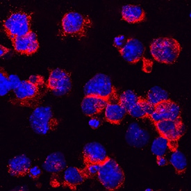 HA Tag antibody in NS0 Mouse Cell Line by Immunocytochemistry (ICC).
