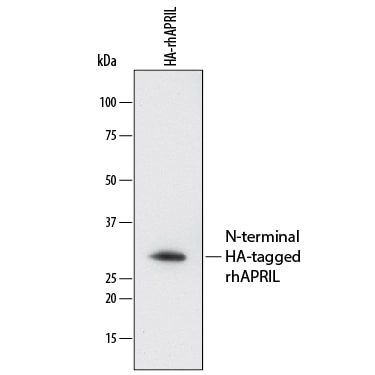 Detection of N-terminal HA-tag antibody by Western Blot.