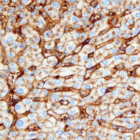 Hemopexin antibody in Human Liver by Immunohistochemistry (IHC-P).