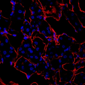 Hemopexin antibody in Mouse Kidney by Immunohistochemistry (IHC-Fr).