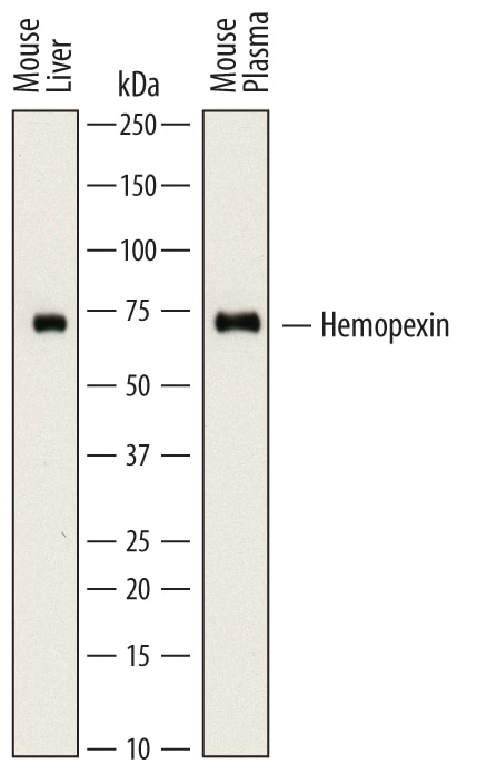 Detection of Mouse Hemopexin antibody by Western Blot.