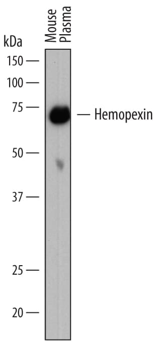 Detection of Mouse Hemopexin antibody by Western Blot.