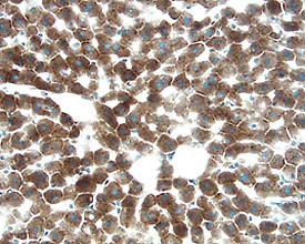 Hepassocin/FGL1 antibody in Rat Liver by Immunohistochemistry (IHC-Fr).