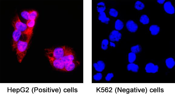 Hepassocin/FGL1 antibody in HepG2 Human Cell Line by Immunocytochemistry (ICC).