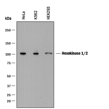 Detection of Human Hexokinase 1/2 antibody by Western Blot.