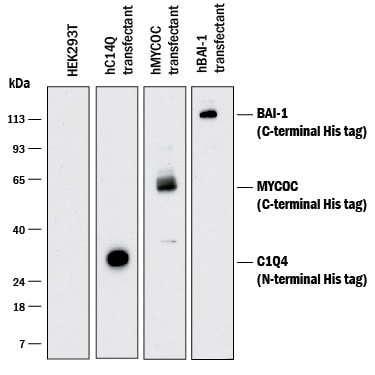 Detection of His Tag antibody by Western Blot.