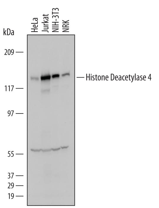 Detection of Human, Mouse, and Rat Histone Deacetylase 4/HDAC4 antibody by Western Blot.