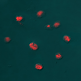 Histone H2AX antibody in HeLa Human Cell Line by Immunocytochemistry (ICC).