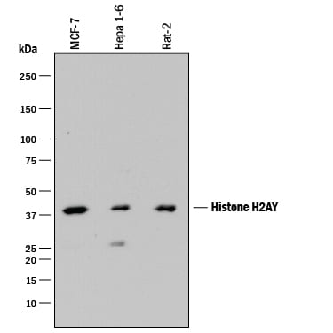 Detection of Human, Mouse, and Rat Histone H2AY antibody by Western Blot.