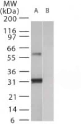 Western Blot: Humanin Antibody [NB100-56876]