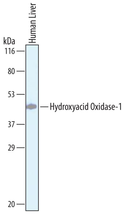 Detection of Human Hydroxyacid Oxidase-1/HAO-1 antibody by Western Blot.