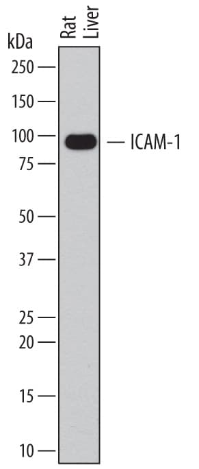 Detection of Rat ICAM-1/CD54 antibody by Western Blot.