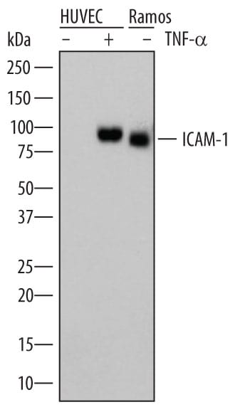 Detection of Human ICAM-1/CD54 antibody by Western Blot.