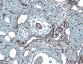 ICAM‑2/CD102 antibody in Mouse Ovary by Immunohistochemistry (IHC-Fr).