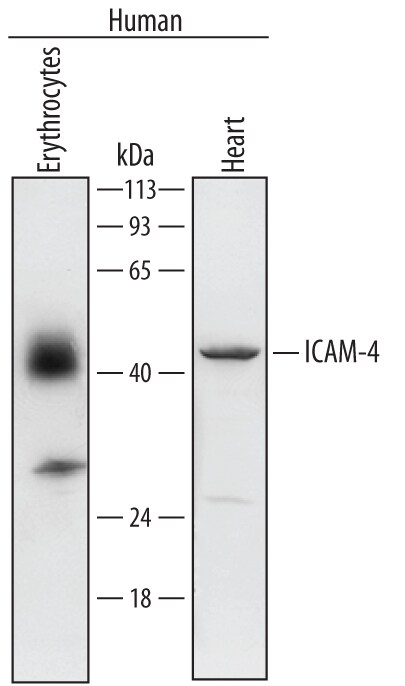 Detection of Human ICAM-4 antibody by Western Blot.