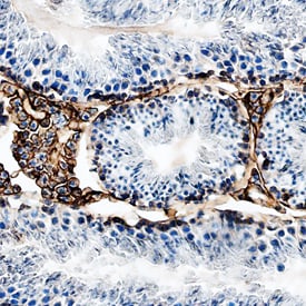 ICAM-1/CD54 antibody in Mouse Testis by Immunohistochemistry (IHC-Fr).
