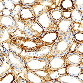 ICAM-1/CD54 antibody in Human Kidney by Immunohistochemistry (IHC-P).