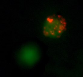 IFN‑? antibody in Human PBMCs by Immunocytochemistry (ICC).