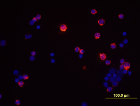 IFN‑? antibody in Human PBMCs by Immunocytochemistry (ICC).